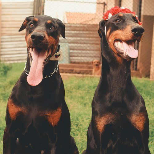 Perros potencialmente peligrosos